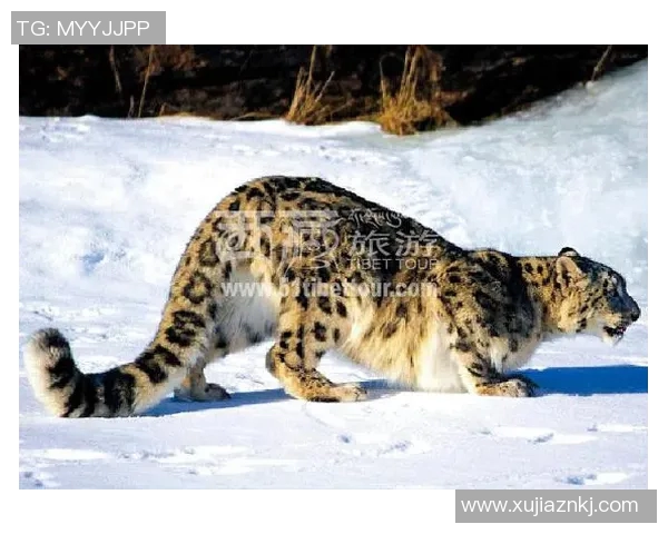 天山雪豹与四川的生态对决探秘自然保护与生物多样性的重要性